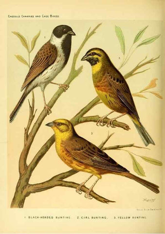 Reproducción/Reproduction 49717884331: The illustrated book of canaries and cage-birds, British and foreign /. London ;Cassell, Petter, Galpin & Co.,[1878?].. 