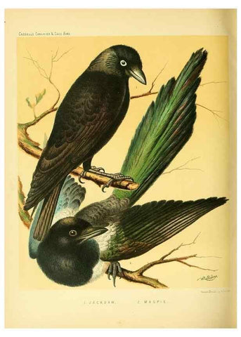 Reproducción/Reproduction 49718199317: The illustrated book of canaries and cage-birds, British and foreign /. London ;Cassell, Petter, Galpin & Co.,[1878?].. 