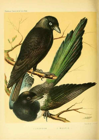 Reproducción/Reproduction 49718199317: The illustrated book of canaries and cage-birds, British and foreign /. London ;Cassell, Petter, Galpin & Co.,[1878?].. 