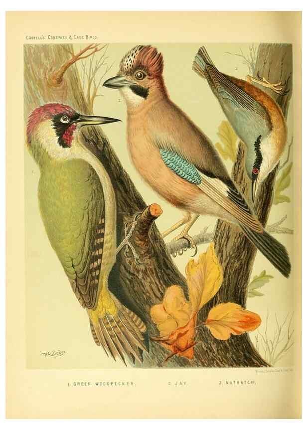 Reproducción/Reproduction 49718199567: The illustrated book of canaries and cage-birds, British and foreign /. London ;Cassell, Petter, Galpin & Co.,[1878?].. 