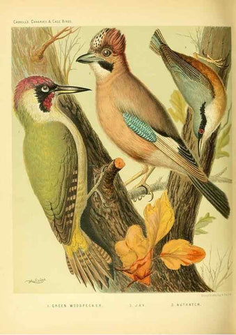 Reproducción/Reproduction 49718199567: The illustrated book of canaries and cage-birds, British and foreign /. London ;Cassell, Petter, Galpin & Co.,[1878?].. 