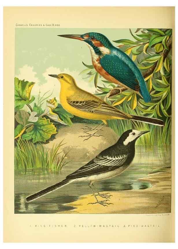 Reproducción/Reproduction 49718199857: The illustrated book of canaries and cage-birds, British and foreign /. London ;Cassell, Petter, Galpin & Co.,[1878?].. 