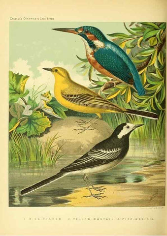Reproducción/Reproduction 49718199857: The illustrated book of canaries and cage-birds, British and foreign /. London ;Cassell, Petter, Galpin & Co.,[1878?].. 