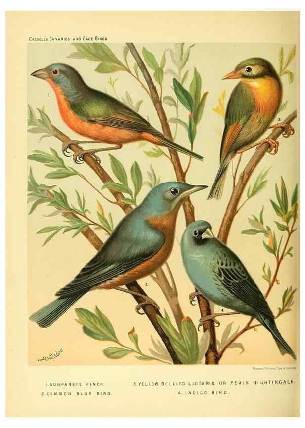 Reproducción/Reproduction 49717885156: The illustrated book of canaries and cage-birds, British and foreign /. London ;Cassell, Petter, Galpin & Co.,[1878?].. 