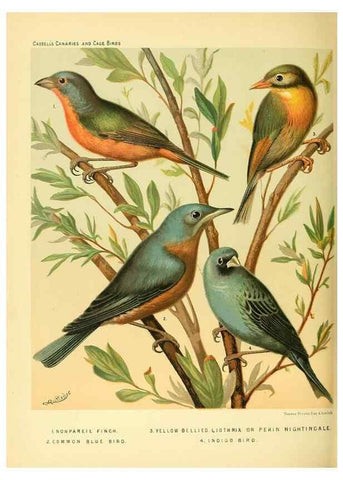 Reproducción/Reproduction 49717885156: The illustrated book of canaries and cage-birds, British and foreign /. London ;Cassell, Petter, Galpin & Co.,[1878?].. 