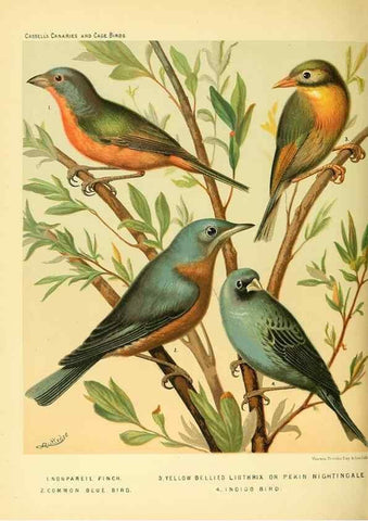 Reproducción/Reproduction 49717885156: The illustrated book of canaries and cage-birds, British and foreign /. London ;Cassell, Petter, Galpin & Co.,[1878?].. 