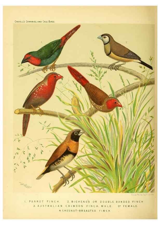 Reproducción/Reproduction 49717885376: The illustrated book of canaries and cage-birds, British and foreign /. London ;Cassell, Petter, Galpin & Co.,[1878?].. 
