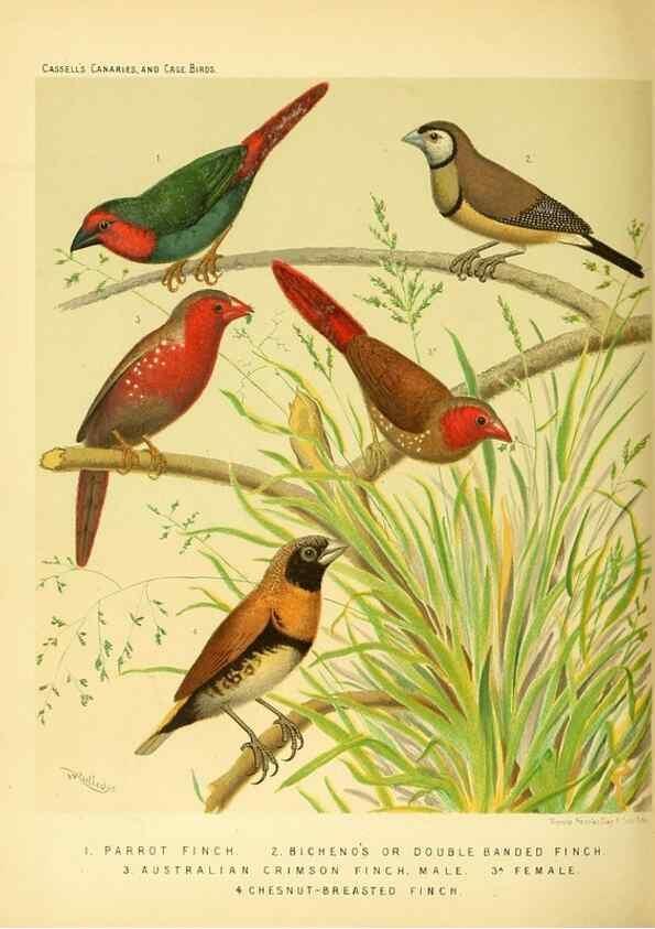 Reproducción/Reproduction 49717885376: The illustrated book of canaries and cage-birds, British and foreign /. London ;Cassell, Petter, Galpin & Co.,[1878?].. 