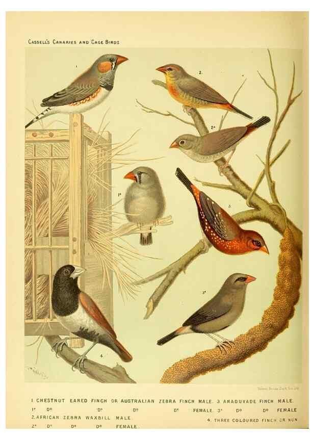 Reproducción/Reproduction 49717348503: The illustrated book of canaries and cage-birds, British and foreign /. London ;Cassell, Petter, Galpin & Co.,[1878?].. 