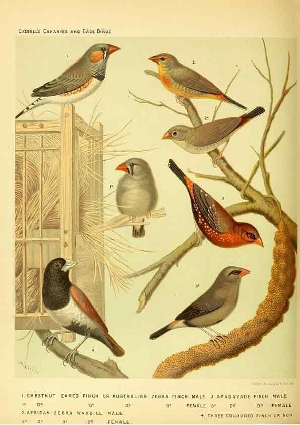 Reproducción/Reproduction 49717348503: The illustrated book of canaries and cage-birds, British and foreign /. London ;Cassell, Petter, Galpin & Co.,[1878?].. 