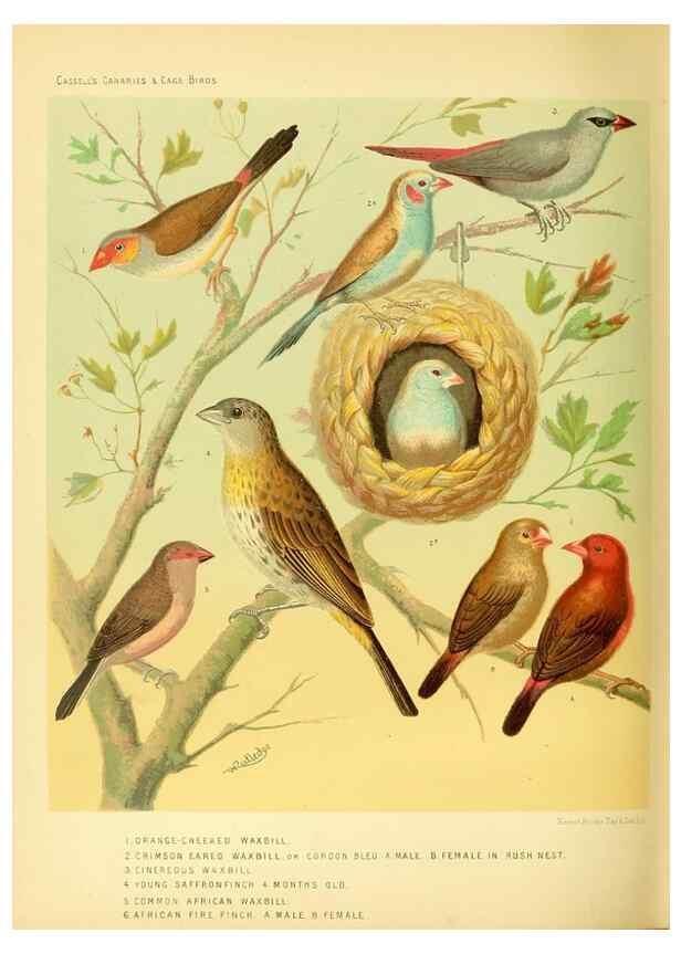Reproducción/Reproduction 49717885901: The illustrated book of canaries and cage-birds, British and foreign /. London ;Cassell, Petter, Galpin & Co.,[1878?].. 