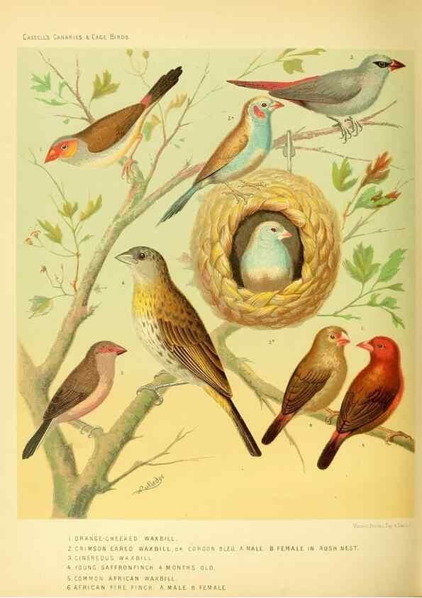 Reproducción/Reproduction 49717885901: The illustrated book of canaries and cage-birds, British and foreign /. London ;Cassell, Petter, Galpin & Co.,[1878?].. 