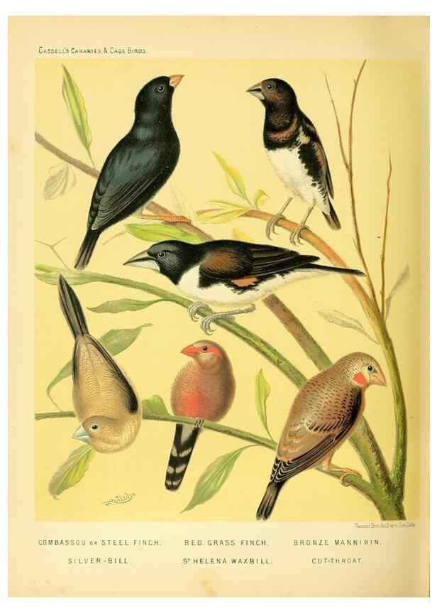 Reproducción/Reproduction 49717348963: The illustrated book of canaries and cage-birds, British and foreign /. London ;Cassell, Petter, Galpin & Co.,[1878?].. 