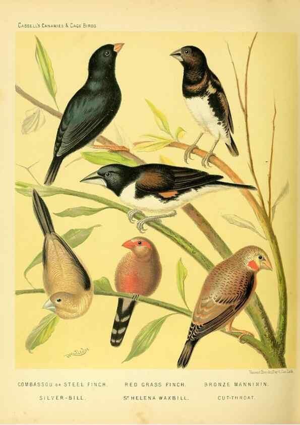 Reproducción/Reproduction 49717348963: The illustrated book of canaries and cage-birds, British and foreign /. London ;Cassell, Petter, Galpin & Co.,[1878?].. 