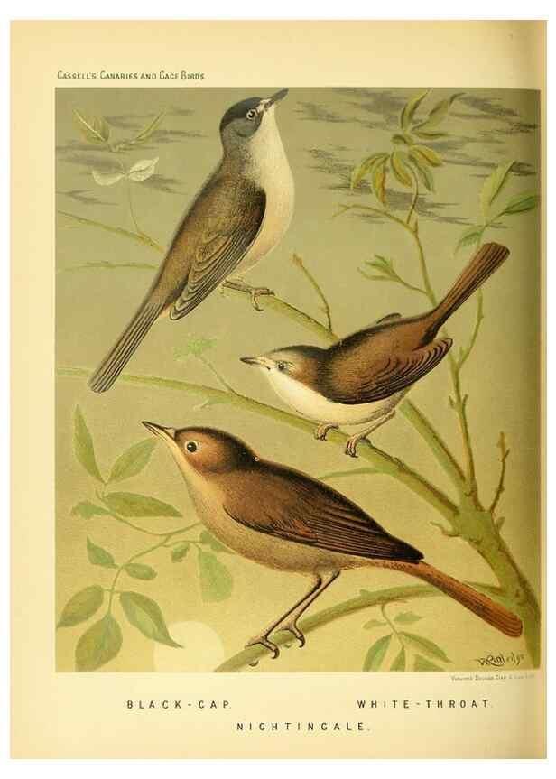 Reproducción/Reproduction 49717344818: The illustrated book of canaries and cage-birds, British and foreign /. London ;Cassell, Petter, Galpin & Co.,[1878?].. 