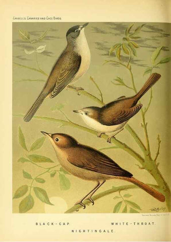 Reproducción/Reproduction 49717344818: The illustrated book of canaries and cage-birds, British and foreign /. London ;Cassell, Petter, Galpin & Co.,[1878?].. 