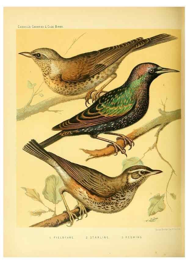 Reproducción/Reproduction 49717344443: The illustrated book of canaries and cage-birds, British and foreign /. London ;Cassell, Petter, Galpin & Co.,[1878?].. 