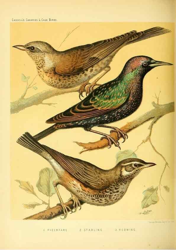 Reproducción/Reproduction 49717344443: The illustrated book of canaries and cage-birds, British and foreign /. London ;Cassell, Petter, Galpin & Co.,[1878?].. 
