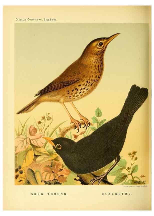 Reproducción/Reproduction 49718196167: The illustrated book of canaries and cage-birds, British and foreign /. London ;Cassell, Petter, Galpin & Co.,[1878?].. 