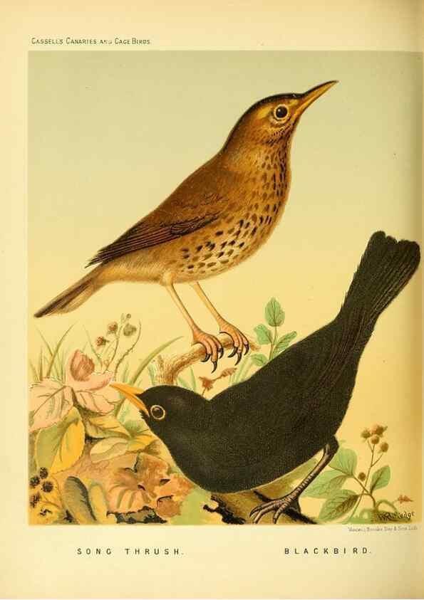 Reproducción/Reproduction 49718196167: The illustrated book of canaries and cage-birds, British and foreign /. London ;Cassell, Petter, Galpin & Co.,[1878?].. 