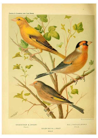 Reproducción/Reproduction 49718195817: The illustrated book of canaries and cage-birds, British and foreign /. London ;Cassell, Petter, Galpin & Co.,[1878?].. 