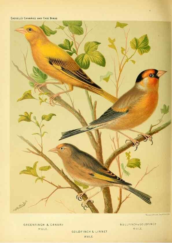 Reproducción/Reproduction 49718195817: The illustrated book of canaries and cage-birds, British and foreign /. London ;Cassell, Petter, Galpin & Co.,[1878?].. 