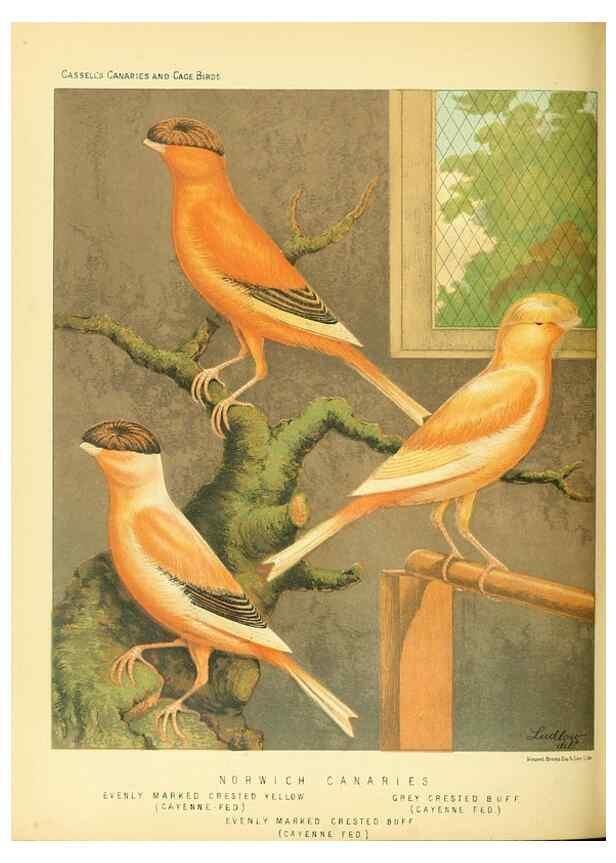 Reproducción/Reproduction 49717875666: The illustrated book of canaries and cage-birds, British and foreign /. London ;Cassell, Petter, Galpin & Co.,[1878?].. 