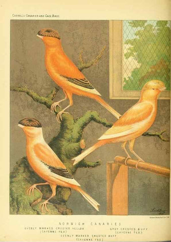 Reproducción/Reproduction 49717875666: The illustrated book of canaries and cage-birds, British and foreign /. London ;Cassell, Petter, Galpin & Co.,[1878?].. 