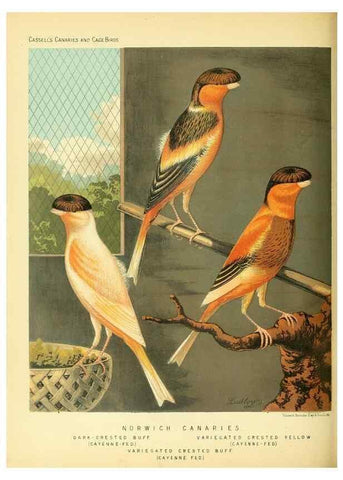 Reproducción/Reproduction 49717875911: The illustrated book of canaries and cage-birds, British and foreign /. London ;Cassell, Petter, Galpin & Co.,[1878?].. 