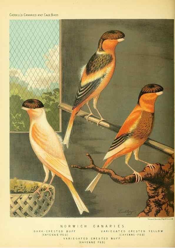 Reproducción/Reproduction 49717875911: The illustrated book of canaries and cage-birds, British and foreign /. London ;Cassell, Petter, Galpin & Co.,[1878?].. 