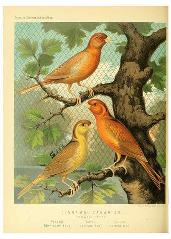 Reproducción/Reproduction 49718191017: The illustrated book of canaries and cage-birds, British and foreign /. London ;Cassell, Petter, Galpin & Co.,[1878?].. 