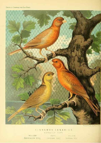 Reproducción/Reproduction 49718191017: The illustrated book of canaries and cage-birds, British and foreign /. London ;Cassell, Petter, Galpin & Co.,[1878?].. 