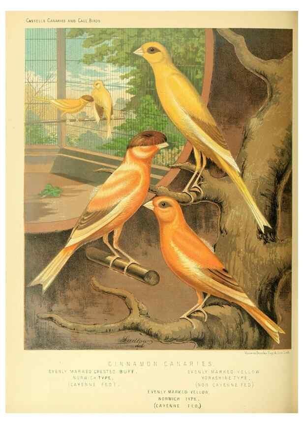 Reproducción/Reproduction 49717339703: The illustrated book of canaries and cage-birds, British and foreign /. London ;Cassell, Petter, Galpin & Co.,[1878?].. 