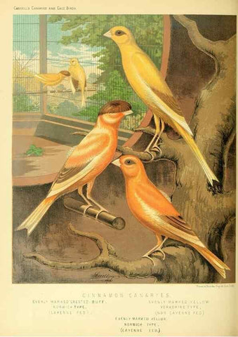 Reproducción/Reproduction 49717339703: The illustrated book of canaries and cage-birds, British and foreign /. London ;Cassell, Petter, Galpin & Co.,[1878?].. 