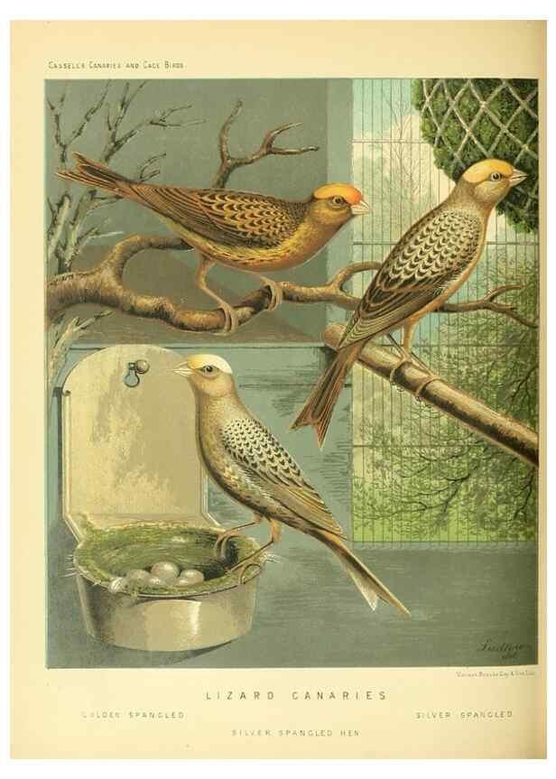 Reproducción/Reproduction 49718191672: The illustrated book of canaries and cage-birds, British and foreign /. London ;Cassell, Petter, Galpin & Co.,[1878?].. 