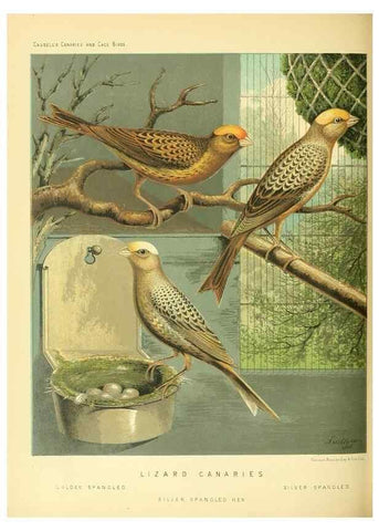 Reproducción/Reproduction 49718191672: The illustrated book of canaries and cage-birds, British and foreign /. London ;Cassell, Petter, Galpin & Co.,[1878?].. 