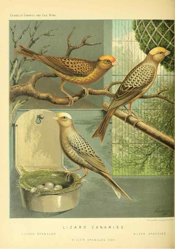 Reproducción/Reproduction 49718191672: The illustrated book of canaries and cage-birds, British and foreign /. London ;Cassell, Petter, Galpin & Co.,[1878?].. 