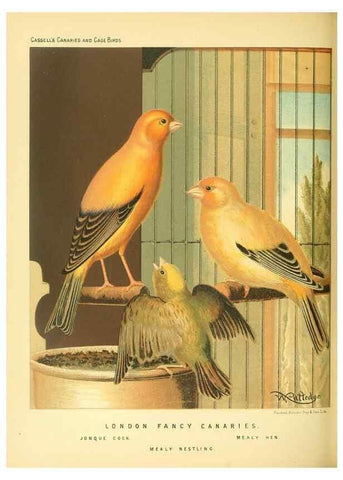 Reproducción/Reproduction 49718192012: The illustrated book of canaries and cage-birds, British and foreign /. London ;Cassell, Petter, Galpin & Co.,[1878?].. 