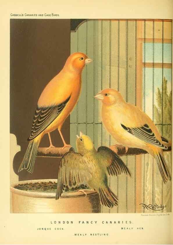 Reproducción/Reproduction 49718192012: The illustrated book of canaries and cage-birds, British and foreign /. London ;Cassell, Petter, Galpin & Co.,[1878?].. 