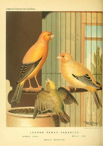 Reproducción/Reproduction 49718192012: The illustrated book of canaries and cage-birds, British and foreign /. London ;Cassell, Petter, Galpin & Co.,[1878?].. 