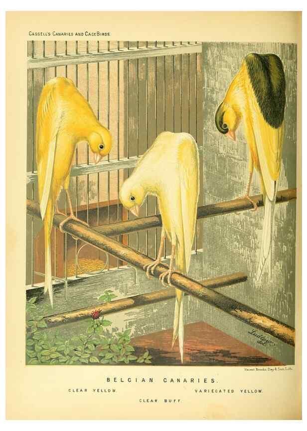 Reproducción/Reproduction 49717877701: The illustrated book of canaries and cage-birds, British and foreign /. London ;Cassell, Petter, Galpin & Co.,[1878?].. 