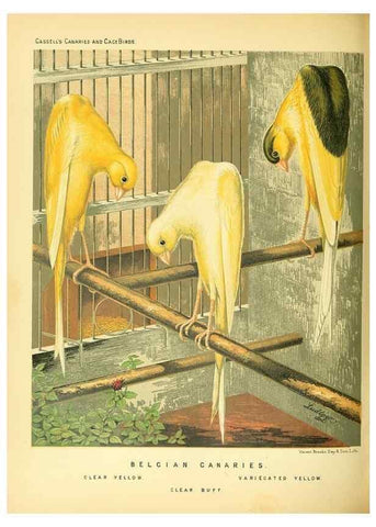 Reproducción/Reproduction 49717877701: The illustrated book of canaries and cage-birds, British and foreign /. London ;Cassell, Petter, Galpin & Co.,[1878?].. 