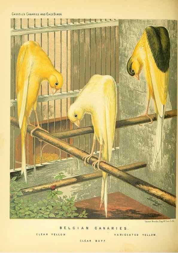 Reproducción/Reproduction 49717877701: The illustrated book of canaries and cage-birds, British and foreign /. London ;Cassell, Petter, Galpin & Co.,[1878?].. 