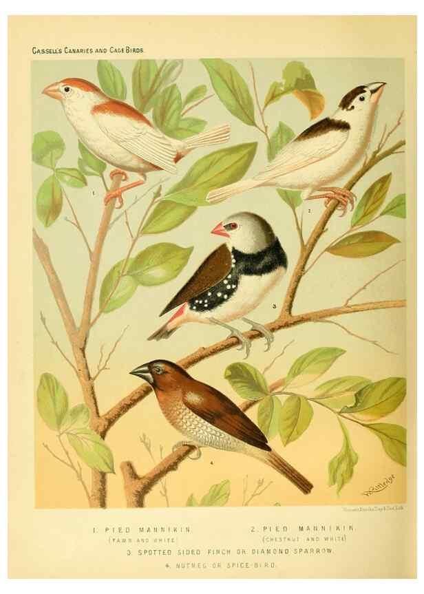Reproducción/Reproduction 49718201292: The illustrated book of canaries and cage-birds, British and foreign /. London ;Cassell, Petter, Galpin & Co.,[1878?].. 