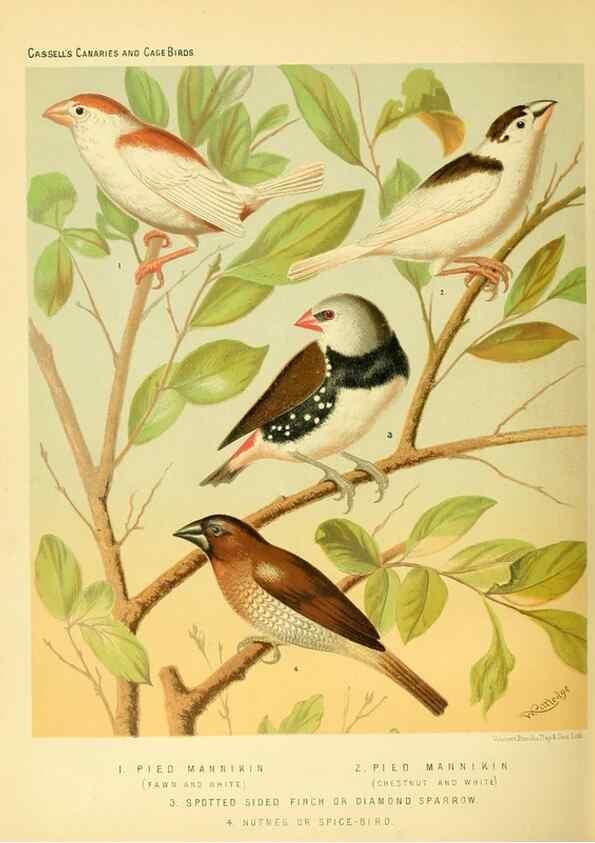 Reproducción/Reproduction 49718201292: The illustrated book of canaries and cage-birds, British and foreign /. London ;Cassell, Petter, Galpin & Co.,[1878?].. 