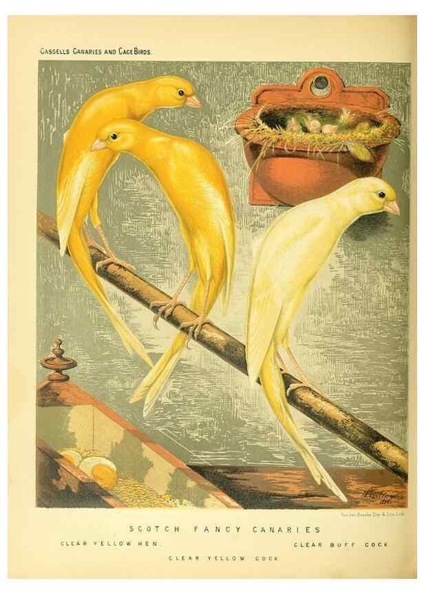 Reproducción/Reproduction 49717877956: The illustrated book of canaries and cage-birds, British and foreign /. London ;Cassell, Petter, Galpin & Co.,[1878?].. 