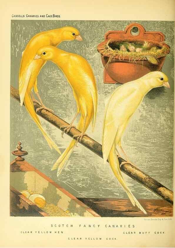 Reproducción/Reproduction 49717877956: The illustrated book of canaries and cage-birds, British and foreign /. London ;Cassell, Petter, Galpin & Co.,[1878?].. 