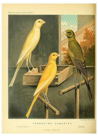 Reproducción/Reproduction 49718193457: The illustrated book of canaries and cage-birds, British and foreign /. London ;Cassell, Petter, Galpin & Co.,[1878?].. 