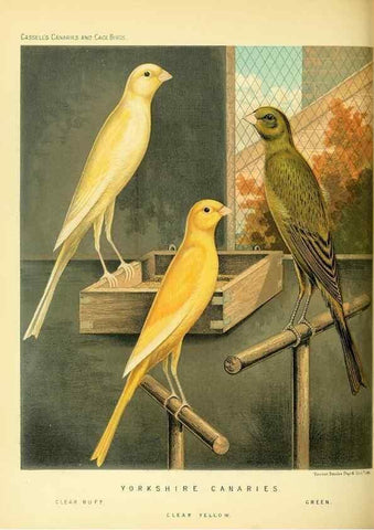 Reproducción/Reproduction 49718193457: The illustrated book of canaries and cage-birds, British and foreign /. London ;Cassell, Petter, Galpin & Co.,[1878?].. 