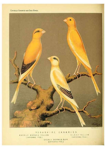 Reproducción/Reproduction 49717341843: The illustrated book of canaries and cage-birds, British and foreign /. London ;Cassell, Petter, Galpin & Co.,[1878?].. 